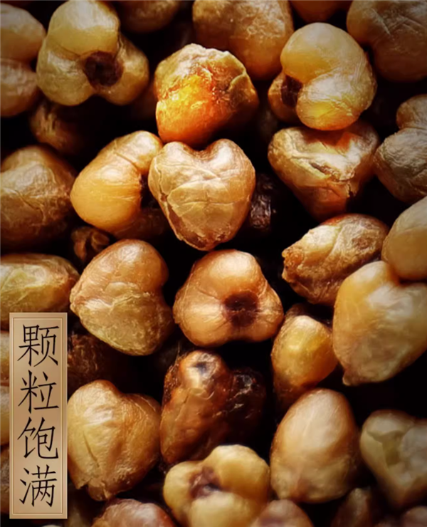 ：麥香濃鬱：虎標苦蕎茶55袋16.5元大促（京東40元）