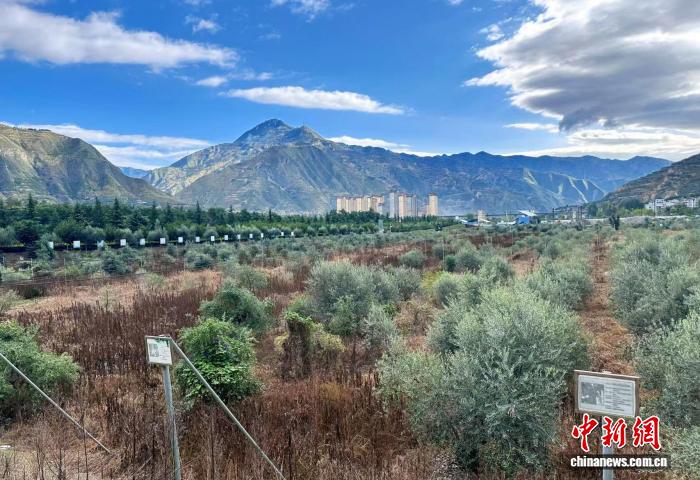 星歐娛樂官方:“洋果子”紥根五十載:今中國每兩滴橄欖油便有一滴源自隴南