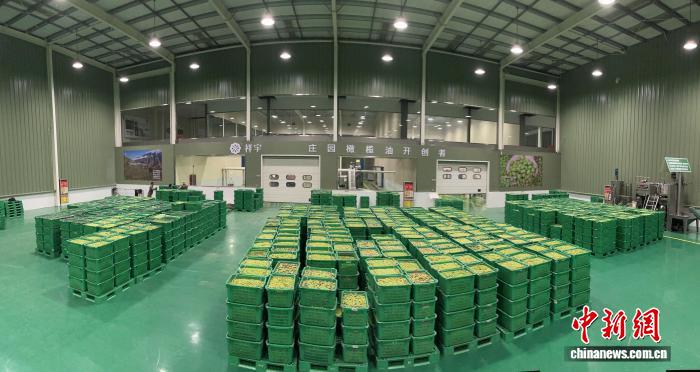 星歐娛樂官方:“洋果子”紥根五十載:今中國每兩滴橄欖油便有一滴源自隴南