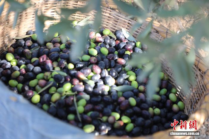 星歐娛樂官方:“洋果子”紥根五十載:今中國每兩滴橄欖油便有一滴源自隴南